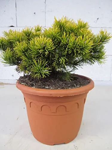 Pinus pumilio Wintergold - Zwerg-Kiefer Wintergold - 25-30cm