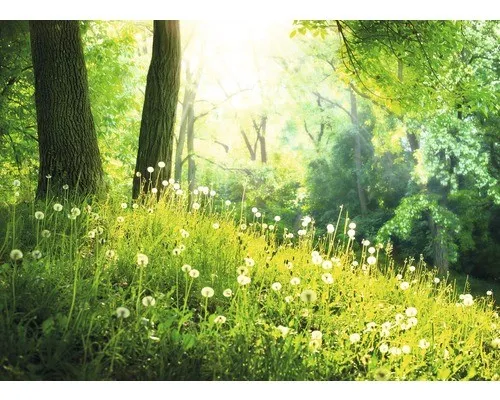 Fototapete Vlies 22576 Green Grass and Trees - Fototapete aus Vlies, ideal für jeden Raum, bringt die Natur ins Zuhause mit lebendigen Farben und einem beeindruckenden 3D-Effekt.