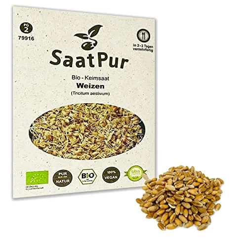 Weizen BIO Keimsprossen von SaatPur - Keimsaat für Sprossen - 75g
