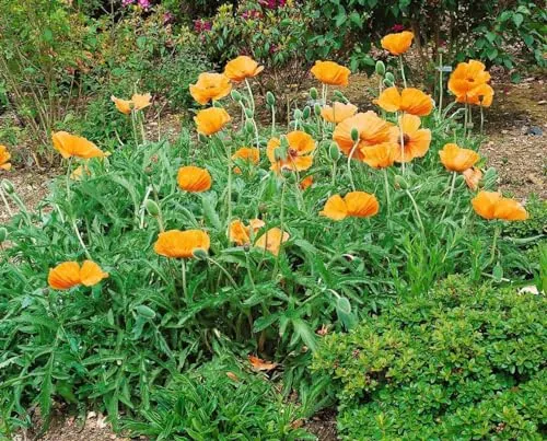 Papaver orientale 'Harvest Moon' 11x11 cm Topf – Winterhart & Mehrjährig & Pflegeleicht – Orientalischer Mohn – Staude für Beet & Rabatte