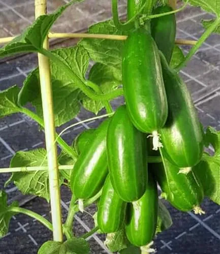 BALDUR Garten Gemüsepflanze Die kleine Gurkenfabrik® 'Cucko®', 2 St., Snackgurken, pflegeleicht