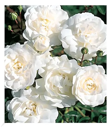 BALDUR Garten Weiße Rose 'Sea Foam', 1 Pflanze, Bodendeckerrose winterhart, mehrjährig, blühend, duftend, Rosa Hybride, robuste Rose, schnellwachsend, viele Blüten