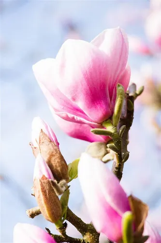 Magnolia 'Red Lucky' - Edler Zierstrauch mit prachtvollen Blüten - Die Magnolie 'Red Lucky' begeistert mit großen, tulpenförmigen Blüten in sattem Purpurrot. Ideal als Solitärpflanze oder im Kübel, bringt sie Farbe und Eleganz in Ihren Garten oder auf die Terrasse.
