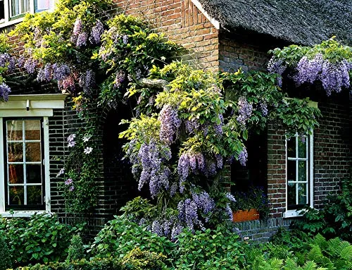 Blauregen. veredelt. 1 Pflanze Wisteria sinensis 40-60 cm