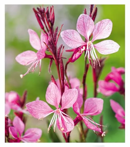 BALDUR Garten Prachtkerze - Gaura 'Pink',2 Pflanzen, winterharte Trendstaude, Blüten in Schmetterlingsoptik, absolut pflegeleicht, ideal für Beet & Kübel, bienenfreundlich, mehrjährig