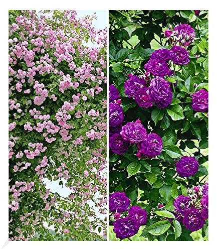 BALDUR Garten Rambler-Rosen-Kollektion - Rosensamen & -pflanzen, 2 winterharte Kletterrosen in blau und rosa, ideal für Gärten mit geringem Pflegeaufwand und blühendem Sommerflair.