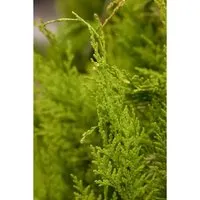 Chamaecyparis lawsoniana 'Golden Wonder' – Immergrüne Zierpflanze