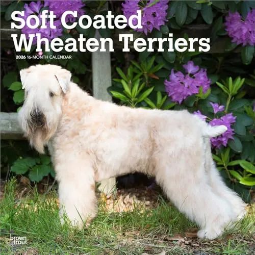 Soft Coated Wheaten Terriers – Soft Coated Wheaten Terrier – 16-Monatskalender: Original BrownTrout-Kalender [Mehrsprachig] [Kalender] (Wall-Kalender)