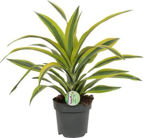 Drachenbaum Dracaena Lemon Lime – Ø17cm H40cm – Pflegeleichte Zimmerpflanze mit gestreiftem Laub – Luftreinigend – Für Halbschatten – Im Pflanztopf – Direkt aus der Gärtnerei