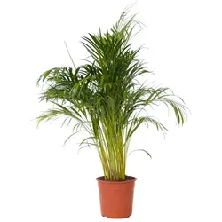 Plant in a Box Dypsis Lutescens von Plant in a Box