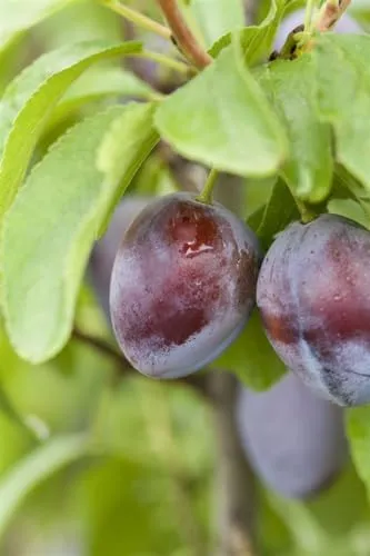Prunus domestica 'Stanley' - Süße Pflaume mit blauen Früchten - Obstsamen & -pflanzen, winterhart und pflegeleicht, ideal für Obstgärten mit saftigen, süßen Früchten für Snacks und Marmeladen.