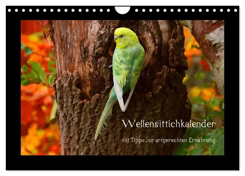 Wellensittichkalender 2026 mit Tipps zur artgerechten Ernährung - Hochwertiger Wandkalender mit 12 Bildern, spiralgebunden und umweltfreundlich. Ideal für Tierliebhaber und als Geschenk für jeden Anlass.