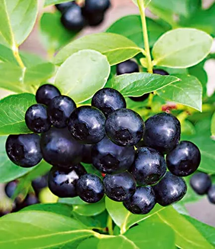 BALDUR Garten Schwarze Heidelbeere 'Black Pearl®',1 Pflanze, tiefschwarze, extrem große Beeren, zuckersüß und herrlich aromatisch, winterhart, mehrjährig & robust