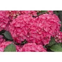 Hydrangea macrophylla 'Red Angel' – Gartenhortensie mit samtroten Blüten