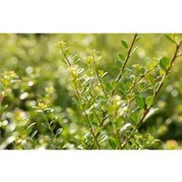 Ilex crenata 'Stokes', Japanische Stechpalme, immergrün, 40–60 cm