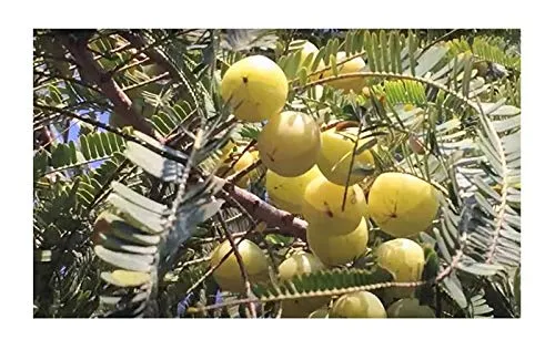 Stk - 20x Phyllanthus emblica Amlabaum Frucht Garten Pflanzen - Samen B90 - Seeds & Plants Shop by Ipsa