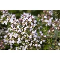 Origanum Vulgare Compactum Echter Dost Ca. 9x9 cm Topf