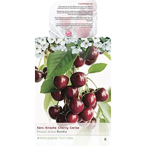 Süßkirsche 'Kordia' (Prunus avium) – Obstbaum 100–120 cm – ertragreich & selbstfruchtbar – große, knackige Früchte – ideal für Garten & Terrasse