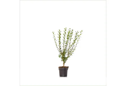 Dehner Hecken Gemeiner Liguster, 80 Pflanzen, für 20 Meter Hecke, 60 - 100 cm, wintergrüne Sichtschutz-Hecke, weiße Blüten ab Juni