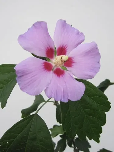 Hochstamm Garten-Eibisch Russian Violett ® / Floru - Hibiscus syriacus - Stamm 80cm + Krone