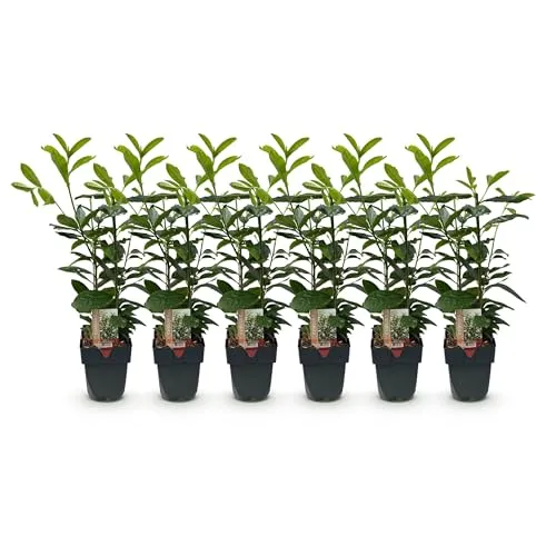 GreenboutiQ