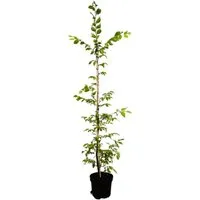 Carpinus betulus 125-150 cm