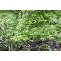 Acer Palmatum Seiryu Japanischer Ahorn 175–200 cm - Eleganter Japanischer Ahorn mit filigranem Laub und aufrechtem Wuchs, ideal für Gärten, Terrassen und als Solitärpflanze. Bringt saisonale Farben und Stil in jeden Außenbereich.