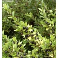 Japan Stechpalme Ilex 20-25cm - Ilex crenata