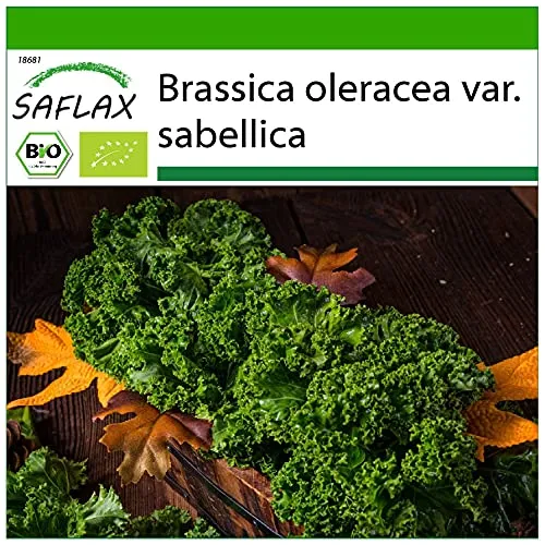 SAFLAX - BIO - Grünkohl - Westland Winter - 70 Samen - Mit keimfreiem Anzuchtsubstrat - Brassica oleracea