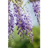 Wisteria sinensis, Chinesischer Blauregen, 40–60 cm