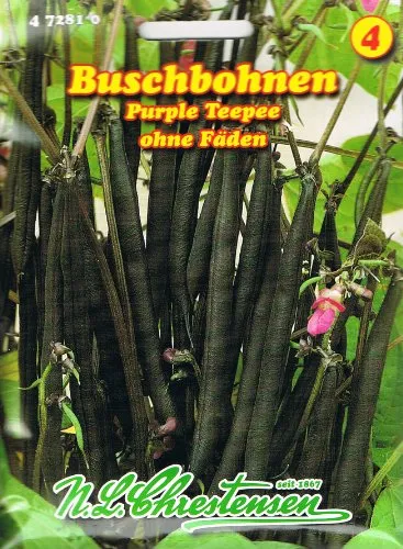 Buschbohne Purple Teepee (Portion)