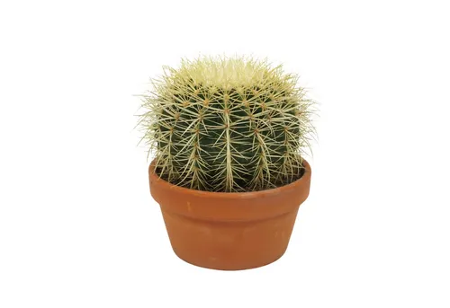 Exotenherz Echinocactus grusonii - Schwiegermutterstuhl Kaktus 16cm - Schöner Echinocactus grusonii im 16cm Topf, ideal für sonnige Standorte. Pflegeleicht und dekorativ, bringt exotisches Flair in Ihr Zuhause.