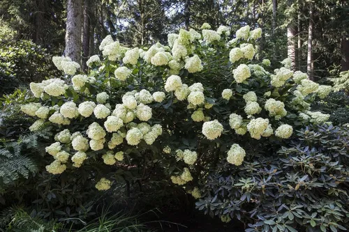 Hydrangea pan. Phantom - Rispenhortensie - Ziergehölze mit beeindruckenden, kegelförmigen Blütenrispen. Diese pflegeleichte, winterharte Pflanze zieht Schmetterlinge an und verwandelt jeden Garten in ein blühendes Paradies.