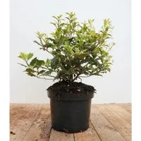 Osmanthus heterophyllus 'Tricolor' - Bunte Laubpflanze für Garten & Terrasse - Osmanthus heterophyllus 'Tricolor' – immergrüne Pflanze mit dreifarbigen Blättern und duftenden Blüten. Ideal für Hecken, Kübel oder als Blickfang im Garten. Winterhart bis -15 °C.