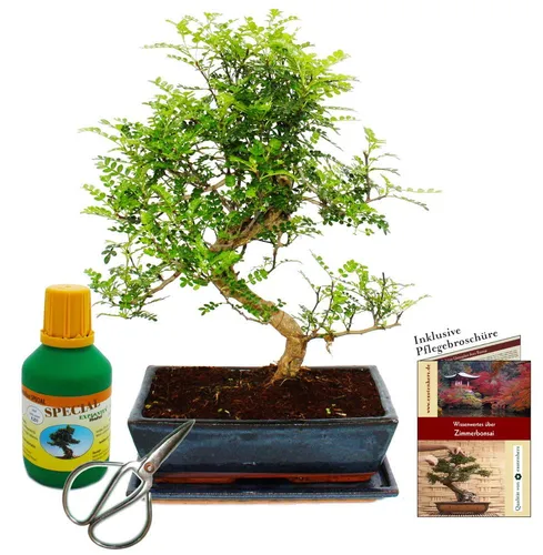 Bonsai Szechuan-Pfeffer - Zanthoxylum piperitum, ca. 12-15 Jahre - Zimmerpflanzen mit einzigartigem Charakter, dieser Bonsai Szechuan-Pfeffer ist ein lebendiges Kunstwerk, das mit seinem bizarren Wuchs und edlem Keramikgefäß beeindruckt.