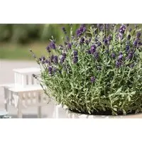 Lavandula Angustifolia Dwarf Blue Echter Lavendel Ca. 9x9 cm Topf