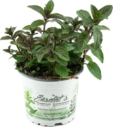 Pflanzen Braun von Gaertnerei Enseleit