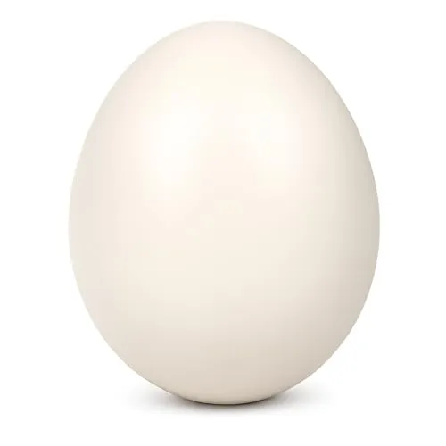 Echtes Straußenei natur 1A Qualität – ausgeblasen & gereinigt – Deko Ei XXL - Beige
