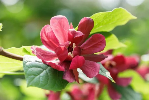 Produktbild Calycanthus raunstonii 'Hartlage Wine'