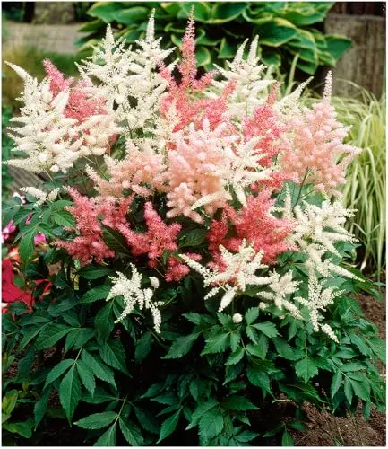 BALDUR Garten Astilben-Mix 'Rosa & Weiß' - 4 Stück - Blumensamen & -pflanzen, filigrane Blütenrispen in Rosa und Weiß, winterhart und mehrjährig, ideal für schattige Beete und Rabatten.