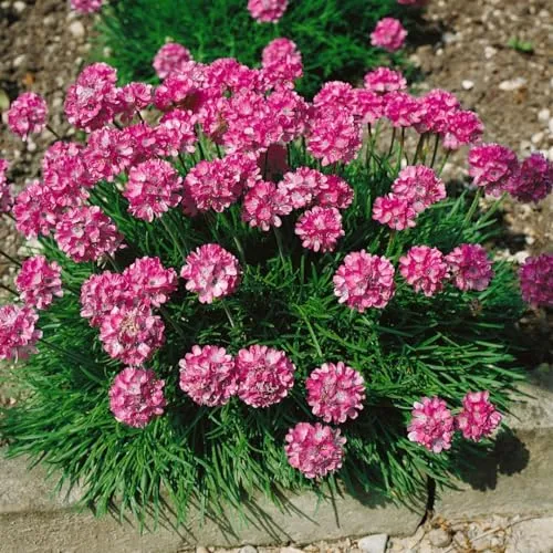 Armeria maritima 'Rosea Compacta' - Charmante Grasnelke im 9x9 cm Topf - Die Armeria maritima ‘Rosea Compacta’ ist eine attraktive, kompakte Polsterstaude mit zartrosa Blüten. Ideal für sonnige Standorte, bereichert sie Beete, Steingärten und Kübel mit ihrem eleganten Wuchs.