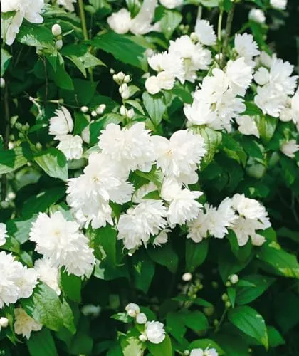 Philadelphus 'Schneesturm' - Duftjasmin mit weißen Blüten - Duftender Jasmin mit üppigen weißen Blüten, ideal für pflegeleichte Hecken und bienenfreundlich. Winterhart bis -20 °C und perfekt für Gartenanfänger.