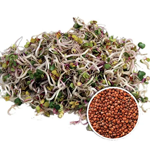 BIO Keimsprossen Radies Samen für die Sprossenanzucht Sprossen Microgreen Mikrogrün 250 g