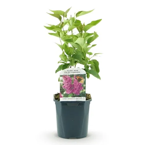 Green boutiQ in lila von Green boutiQ