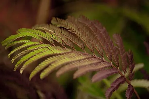 Albizia julibrissin Summer Chocolate - Seidenbaum - Stauden mit rosa Blüten, ideal für sonnige, windgeschützte Standorte. Wuchsform aufrecht und ausladend, perfekt für einen farbenfrohen Garten.