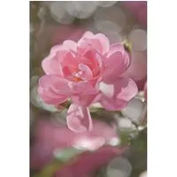 Komar Fototapete Bouquet von Komar