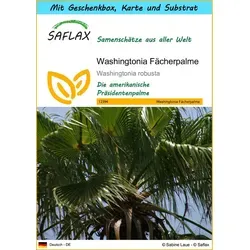 SAFLAX Blumensamen SAFLAX