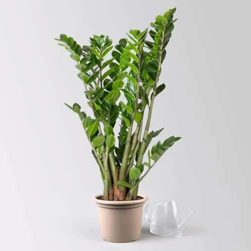 Glücksfeder, Topf-Ø 21 cm, Höhe ca. 70-90 cm von Pflanzen-Kölle