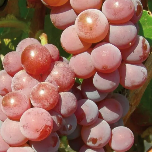 Weinrebe Canadice (kemlos) 2L