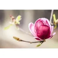 Magnolia Soulangiana Tulpenmagnolie Genie – Kompakter Blütenstrauch - Die Tulpenmagnolie 'Genie' überzeugt mit tief purpurroten Blüten und kompaktem Wuchs. Ideal für kleine Gärten oder als Kübelpflanze, bringt sie blühende Akzente in Ihren Ziergarten.